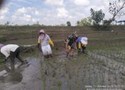 Wujud Kemanunggalan TNI dan Rakyat, Babinsa Tiga Balata Gotong Royong Tanam Padi di Lumban Gora.