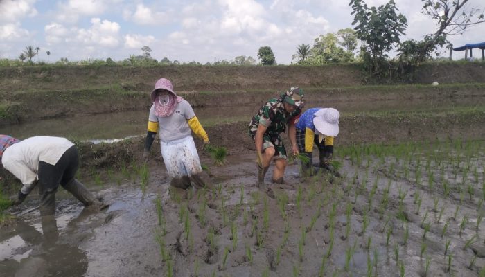 Wujud Kemanunggalan TNI dan Rakyat, Babinsa Tiga Balata Gotong Royong Tanam Padi di Lumban Gora.