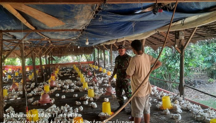 Babinsa Silau Kahean Ajak Peternak Ayam Jaga Kebersihan Kandang Demi Lingkungan Sehat