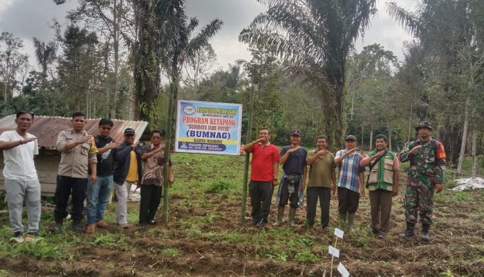 Program Ketapang Sipoldas, TNI, Pemerintah Nagori, dan Warga Tanam Harapan Baru