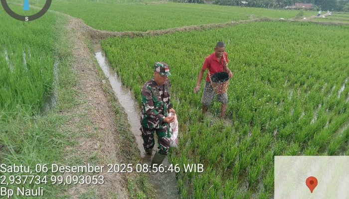 Babinsa Koramil 03/Siantar Selatan Dampingi Petani Poktan Gabema di Dusun Sukaslamat