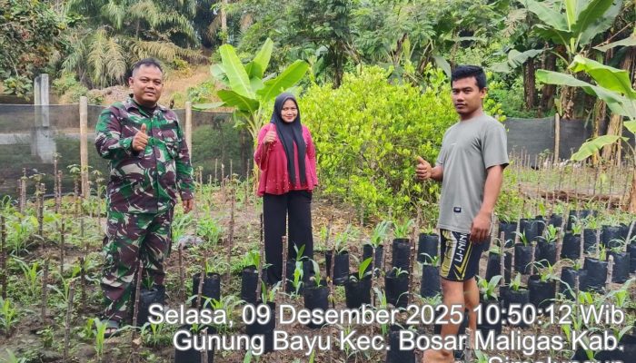 Tanam Jagung Hingga Budidaya Lele, Warga Gunung Bayu Dapat Dukungan Penuh dari Babinsa Bosar Maligas 