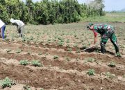 Semangat Kebersamaan, Babinsa Koramil Saribudolok Bantu Bersihkan Gulma di Lahan Wortel