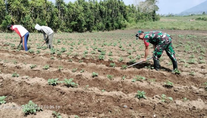 Semangat Kebersamaan, Babinsa Koramil Saribudolok Bantu Bersihkan Gulma di Lahan Wortel
