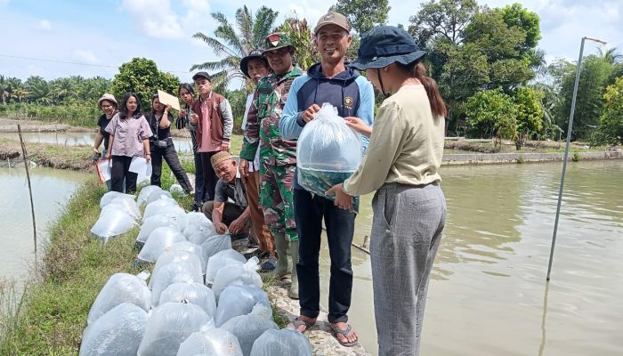 Kolaborasi TNI dan Pemerintah Nagori, Ratusan Bibit Ikan Nila Disalurkan ke Silau Malaha