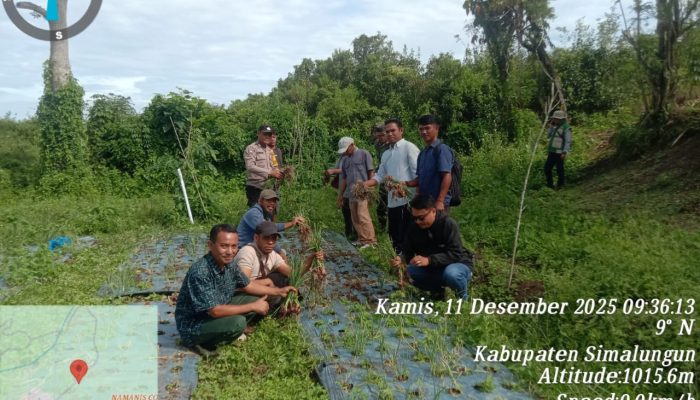 Babinsa dan Bhabinkamtibmas Dampingi Panen Bawang, Wujudkan Ketahanan Pangan di Pamatang Sidamanik