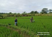 Babinsa Koramil 09/Tiga Balata Dampingi Petani Lakukan Pemupukan Padi di Dolok Tomuan