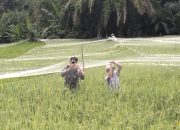 Babinsa Tiga Balata Turun ke Sawah, Bantu Petani Amankan Panen dari Hama Burung