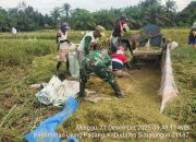 Peduli Ketahanan Pangan, Babinsa Koramil Bosar Maligas Dampingi Panen Padi Petani