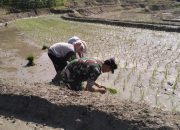 Babinsa Koramil 09/Tiga Balata Dampingi Petani Tanam Padi, Wujud Nyata Kemanunggalan TNI dan Rakyat