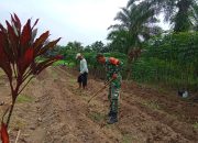Bahu-Membahu dengan Petani, Babinsa Dukung Ketahanan Pangan di Dolok Batunanggar