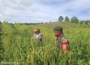 Babinsa Saribu Dolok Dengarkan Langsung Aspirasi Petani Padi Darat