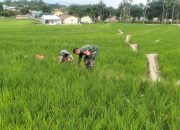 Babinsa Koramil 03/Siantar Selatan Dampingi Petani, Dorong Semangat Hadapi Hama Padi