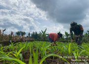 Pererat Kedekatan dengan Warga, Babinsa Koramil 03/Siantar Selatan Dampingi Petani Jagung di Siantar Marimbun