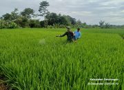 Babinsa Koramil 09/Tiga Balata Dampingi Petani Lakukan Penyemprotan Padi, Wujud Nyata Dukung Ketahanan Pangan