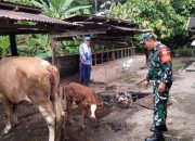 Babinsa Bosar Maligas Dampingi Peternak, Dorong Semangat dan Kesehatan Ternak di Nagori Aek Gerger