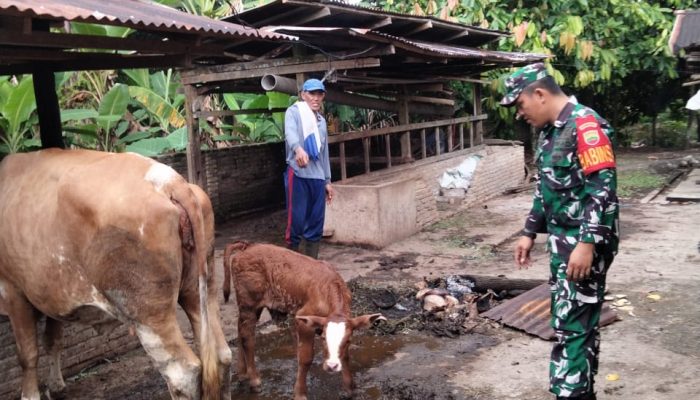 Babinsa Bosar Maligas Dampingi Peternak, Dorong Semangat dan Kesehatan Ternak di Nagori Aek Gerger