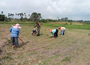 Babinsa Koramil 09/Tiga Balata Dukung Ketahanan Pangan, Turut Tanam Jagung Bersama Petani di Dolok Marlawan