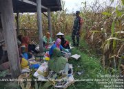 Babinsa Tanah Jawa Turun ke Ladang, Dampingi Petani Panen Jagung di Nagori Bahjambi II