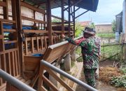 Babinsa Serbelawan Dorong Warga Aman Sari Kembangkan Ternak Kambing 