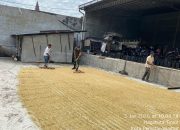 Komsos Humanis Babinsa Siantar Selatan, Dampingi Petani Pasca Panen