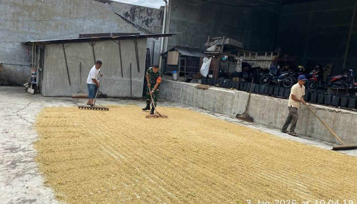 Komsos Humanis Babinsa Siantar Selatan, Dampingi Petani Pasca Panen
