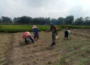 Kebersamaan di Lahan Jagung, Babinsa Tiga Balata Beri Semangat Petani Marihat Marsada