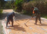 Babinsa Hadir di Tengah Petani, Jemur Jagung Bersama Warga Dolok Pardamean