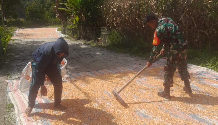 Babinsa Hadir di Tengah Petani, Jemur Jagung Bersama Warga Dolok Pardamean