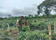 Babinsa Koramil 12/Saribu Dolok Turun Langsung, Dampingi Petani Cabai Lawan Hama