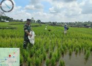 Babinsa Koramil 17/Sidamanik Dampingi Petani, Turun Langsung Bantu Pemupukan Padi