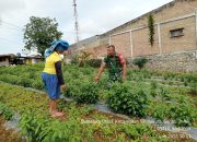 Babinsa Saribu Dolok Turun ke Ladang, Dukung Petani Cabai Lewat Komsos Humanis
