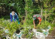 Sinergi Babinsa dan Warga, Budidaya Jahe Kuatkan Kemandirian Ekonomi Nagori Sei Torop