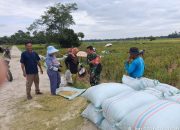 Babinsa Koramil 06/Perdagangan Dampingi Panen Padi, Wujud Nyata Dukung Ketahanan Pangan