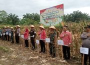 Panen Raya Jagung Kuartal I 2026, Sinergi TNI–Polri Perkuat Ketahanan Pangan