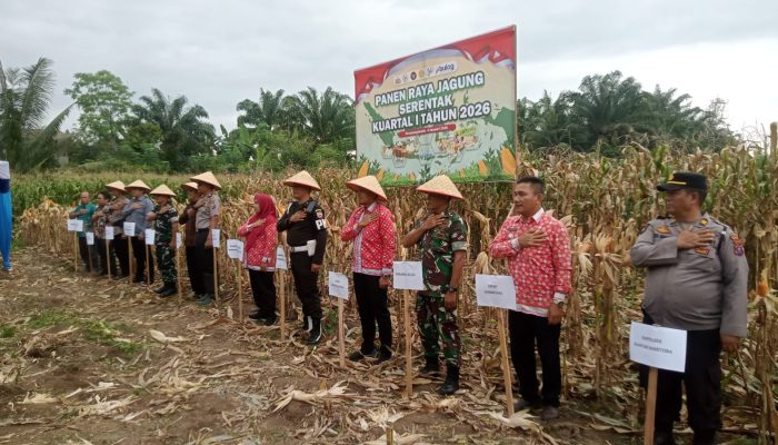 Panen Raya Jagung Kuartal I 2026, Sinergi TNI–Polri Perkuat Ketahanan Pangan