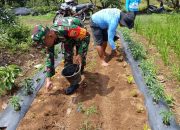 Tak Sekadar Komsos, Babinsa Dolok Silau Ikut Bantu Petani Pupuk Tanaman Sayur 
