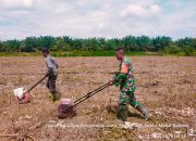 Babinsa Koramil 10/Tanah Jawa Dampingi Warga Tanam Jagung di Nagori Mekar Bahalat