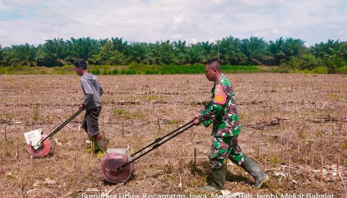 Babinsa Koramil 10/Tanah Jawa Dampingi Warga Tanam Jagung di Nagori Mekar Bahalat