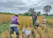 Babinsa Koramil 12/Saribu Dolok Turun Langsung Bantu Petani Panen Padi Gogo