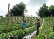 Kebersamaan di Wilayah Binaan, Babinsa Perkuat Hubungan dengan Warga