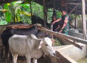 Babinsa dan Peternak Berdialog Hangat, Tingkatkan Produktivitas Sapi