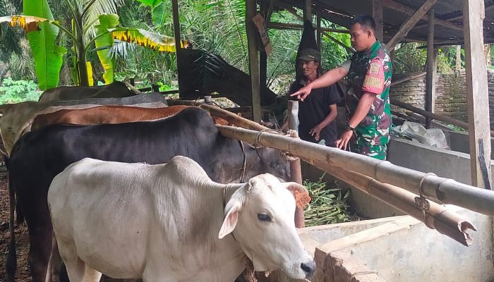 Babinsa dan Peternak Berdialog Hangat, Tingkatkan Produktivitas Sapi