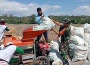 Wujud Kemanunggalan TNI–Rakyat, Babinsa Bantu Panen Jagung di Simbolon Tengkoh