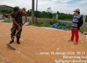 Babinsa Koramil Purba Hadir di Tengah Petani, Bantu Jemur Jagung di Purba Tongah