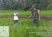 Babinsa Sidamanik Turun ke Sawah, Dampingi Petani Lindungi Tanaman Padi dari Hama
