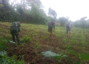 Babinsa Dolok Silau Membantu Petani Pemupukan Tanaman Jagung dan Beri Semangat Demi Hasil Maksimal