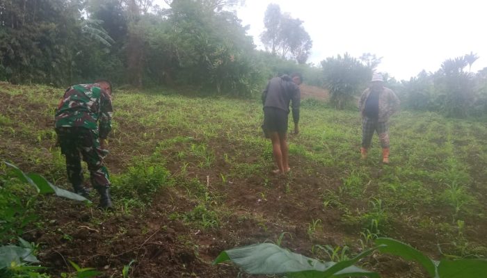 Babinsa Dolok Silau Membantu Petani Pemupukan Tanaman Jagung dan Beri Semangat Demi Hasil Maksimal