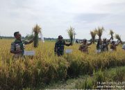 Babinsa Koramil Perdagangan Turun ke Sawah, Panen Padi Bersama Petani Wonorejo