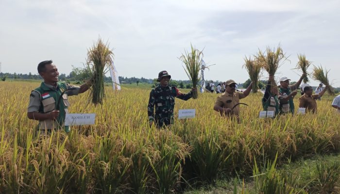 Babinsa Koramil Perdagangan Turun ke Sawah, Panen Padi Bersama Petani Wonorejo